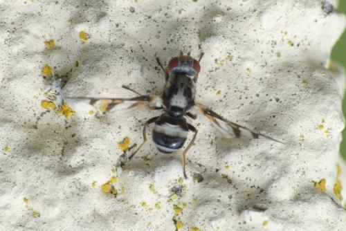 Réf. 282 376 : Myennis octopunctata